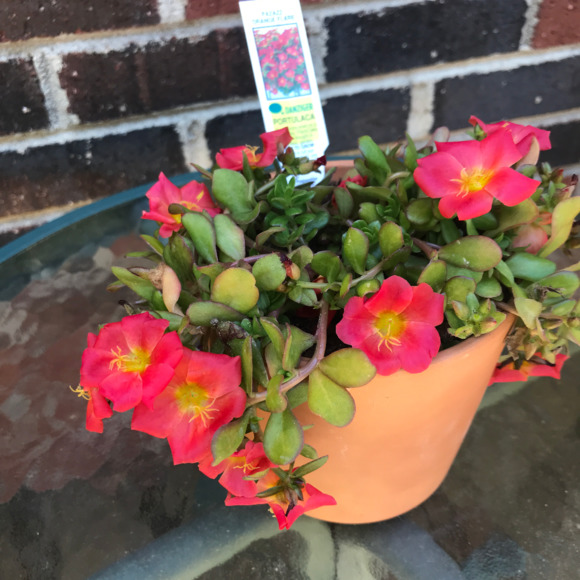 dianeblake578